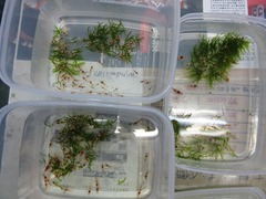 レッドビーシュリンプ繁殖でヤフオク！出品