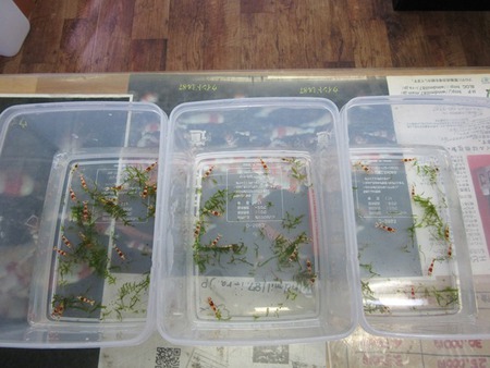 レッドビーシュリンプ繁殖でヤフオク！出品！