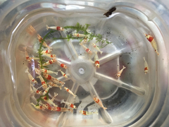 レッドビーシュリンプ繁殖でヤフオク！出品！