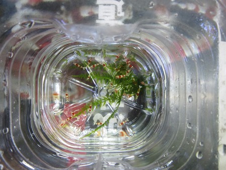 レッドビーシュリンプ繁殖　で　ヤフオク！へ出品