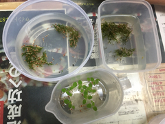 レッドビーシュリンプ繁殖でヤフオク！出品