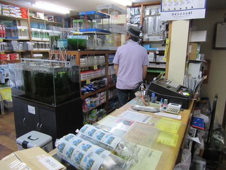 レッドビーシュリンプ繁殖でヤフオク！出品！