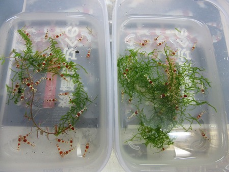 レッドビーシュリンプ繁殖でヤフオク！出品！