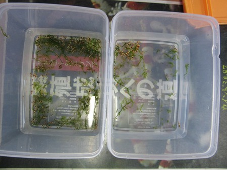 レッドビーシュリンプ繁殖でヤフオク！出品