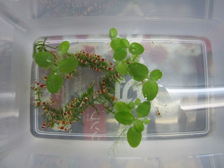 レッドビーシュリンプ繁殖でヤフオク！出品