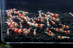 レッドビーシュリンプ繁殖でヤフオク！出品