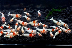 レッドビーシュリンプ繁殖でヤフオク！出品