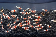 レッドビーシュリンプ繁殖成功でヤフオク！出品