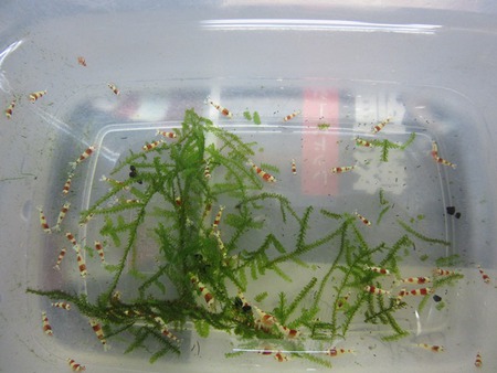 レッドビーシュリンプ繁殖成功でヤフオク！出品