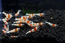 レッドビーシュリンプ繁殖でヤフオク！出品