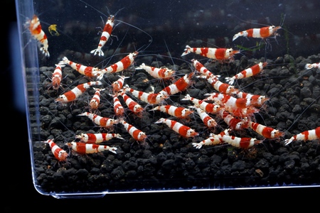 M87でレッドビーシュリンプ繁殖成功でヤフオク！出品