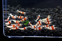 M87でレッドビーシュリンプ繁殖成功でヤフオク！出品