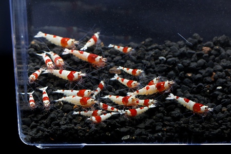 M87でレッドビーシュリンプ繁殖成功でヤフオク！出品