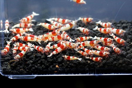 M87でレッドビーシュリンプ繁殖成功でヤフオク！出品