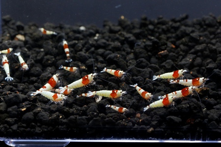 M87でレッドビーシュリンプ繁殖成功でヤフオク！出品