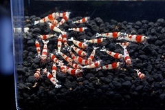 M87でレッドビーシュリンプ繁殖成功でヤフオク！出品