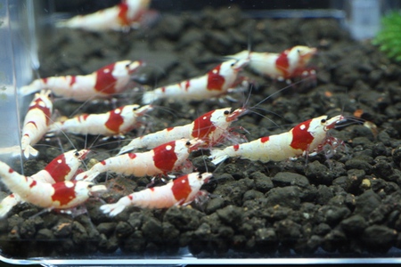 えび直10匹 日の丸 レッドビーシュリンプ えび直10匹 日の丸 レッドビーシュリンプ