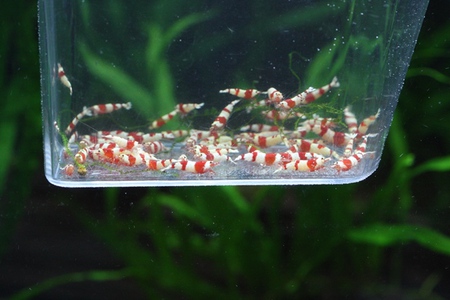 レッドビーシュリンプ かず印ブリード レッドビーシュリンプ かず印ブリード