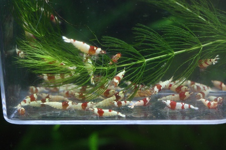 レッドビーシュリンプ【かず印】ブリード レッドビーシュリンプ【かず印】ブリード