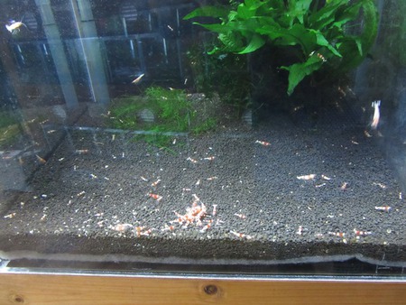 【中さん】産のレッドビーシュリンプ販売水槽