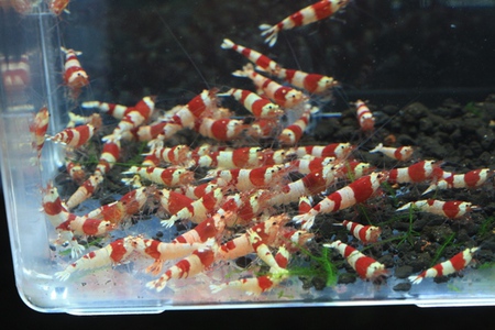 【まーぶる】産レッドビーシュリンプ