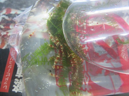 このエビは【速見工房えび】産レッドビーシュリンプ このエビは【速見工房えび】産レッドビーシュリンプ