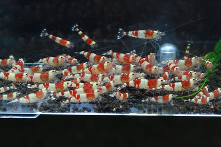【速見工房えび】産レッドビーシュリンプ 出品中 【速見工房えび】産レッドビーシュリンプ 出品中