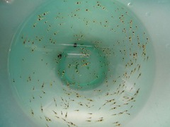 レッドビーシュリンプ繁殖でヤフオク！出品