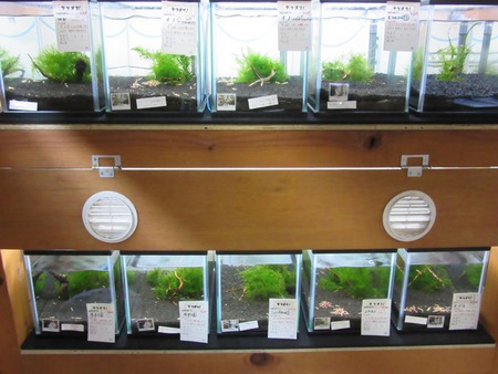 レッドビーシュリンプ繁殖でヤフオク！出品！