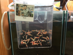 レッドビーシュリンプ繁殖でヤフオク！出品！