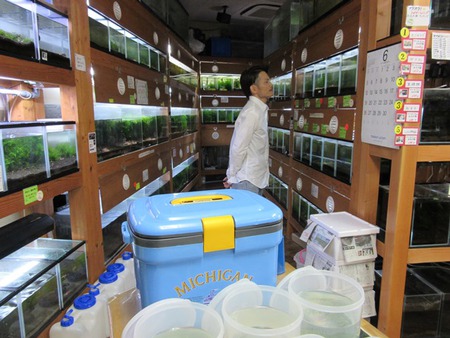 レッドビーシュリンプ繁殖でヤフオク！出品！