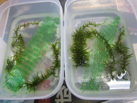 レッドビーシュリンプ繁殖でヤフオク！出品！