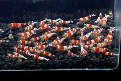 レッドビーシュリンプ繁殖でヤフオク！出品