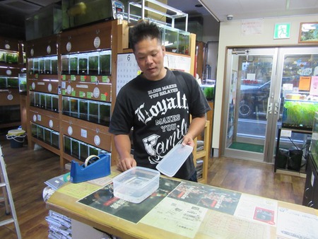 レッドビーシュリンプ繁殖でヤフオク！出品