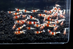 レッドビーシュリンプ繁殖でヤフオク！出品