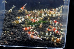 レッドビーシュリンプ繁殖成功でヤフオク！出品