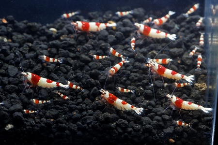 レッドビーシュリンプ繁殖成功でヤフオク！出品