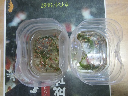 レッドビーシュリンプ