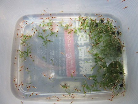 レッドビーシュリンプ