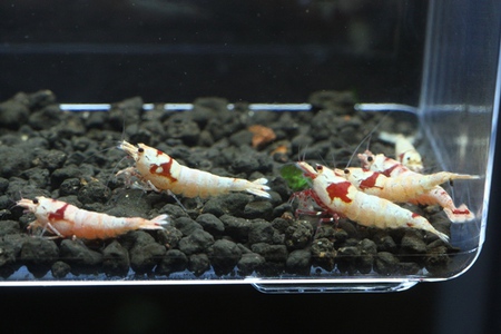 えび直5匹 丹頂モスラ レッドビーシュリンプ えび直5匹 丹頂モスラ レッドビーシュリンプ