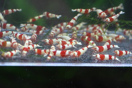 レッドビーシュリンプ かず印ブリード レッドビーシュリンプ かず印ブリード