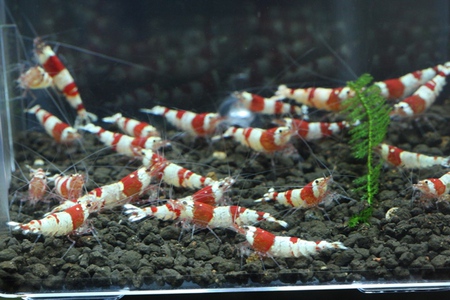 レッドビーシュリンプ【北のえび】ブリード レッドビーシュリンプ【北のえび】ブリード