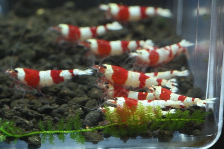 【かず印】リクエスト出品中のレッドビーシュリンプ 【かず印】リクエスト出品中のレッドビーシュリンプ