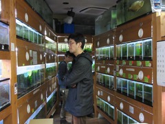 レッドビーシュリンプ繁殖しすぎ