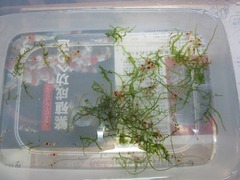 レッドビーシュリンプ繁殖してヤフオク！出品