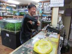 レッドビーシュリンプ繁殖で出品