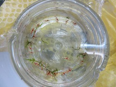 レッドビーシュリンプ繁殖で出品