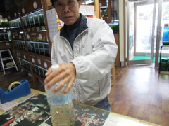 レッドビーシュリンプ繁殖で出品