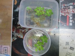 レッドビーシュリンプ繁殖で出品