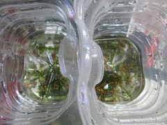 レッドビーシュリンプ繁殖で出品